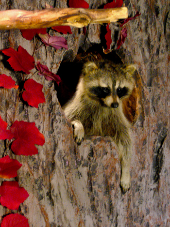 Raccoon