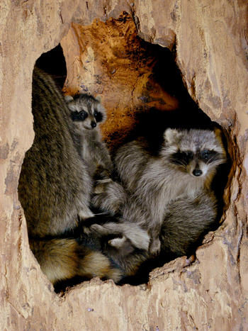 RaccoonDen