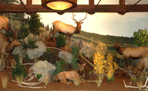 Rocky-Mt-Elk-Scene-mural-museum-exhibit
