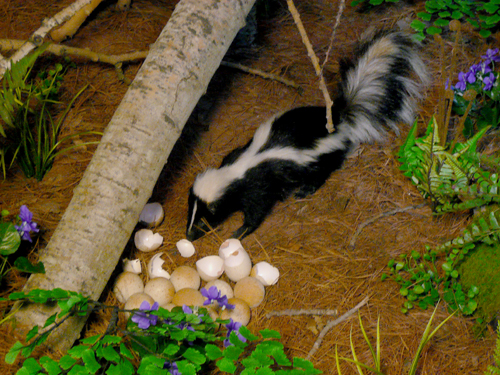 Skunk