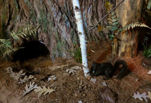 Squirrel-Bear-Den-Hole