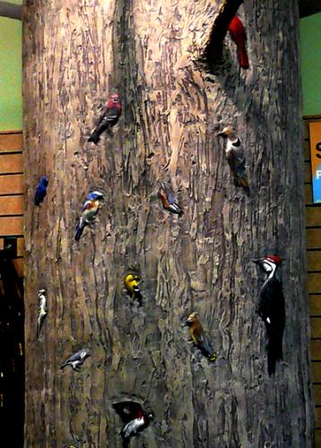 Wild-Birds-Tree-Close