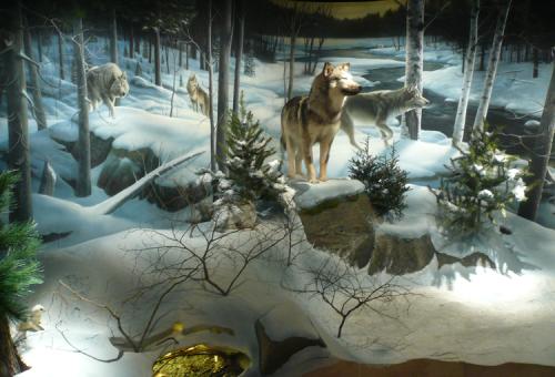 Wolves