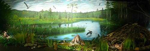 wetland